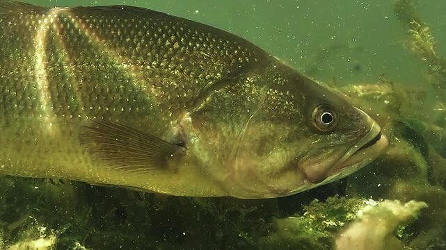 Extreme close up on the head of a golden black bass in profile. The eye and the gill cover fill the frame. Scales show a warm golden tone under shallow depth of field.