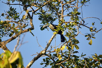 Fototapeta premium White-throated toucan (Ramphastos tucanus) perched in a tree in the Cuyabeno Wildlife Reserve, outside of Lago Agrio, Ecuador