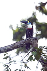 White-throated toucan (Ramphastos tucanus) perched in a tree in the Cuyabeno Wildlife Reserve, outside of Lago Agrio, Ecuador © Angela