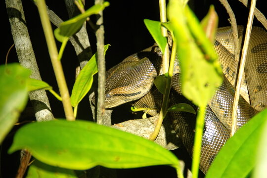 Green anaconda (Eunectes murinus) at night, in the Cuyabeno Wildlife Reserve, outside of Lago Agrio, Ecuador