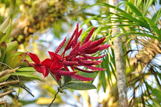 Red flower spike on a bromeliad, in the Cuyabeno Wildlife Reserve, outside of Lago Agrio, Ecuador