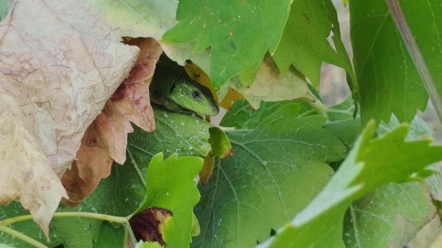 Close view of a green lizard peering through vine leaves