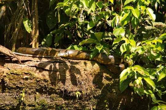 Green anaconda (Eunectes murinus) on a log in the Cuyabeno Wildlife Reserve, outside of Lago Agrio, Ecuador