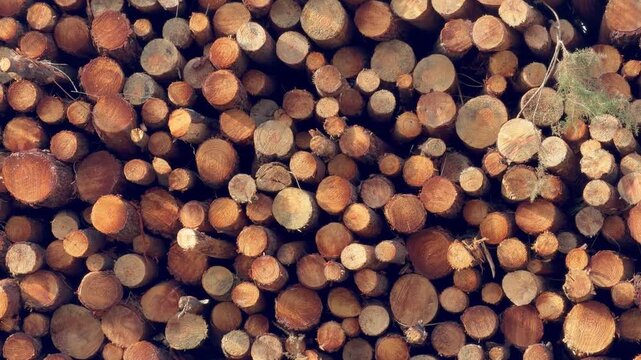 Slow zoom on a heap of maritime pine logs stored outdoors. The stacked trunks are raw material for the pulp and paper industry of southwest France.