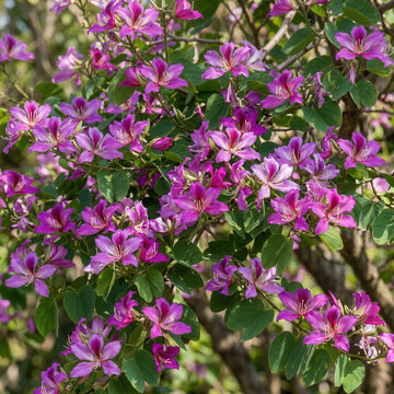 Vibrant Orchid Tree Blossoms Blooming In Lush Greenery
