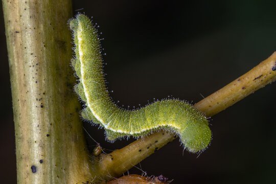 Larva of a Sleepy orange butterfly (Abaeis nicippe).