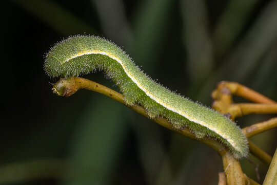 Larva of a Sleepy orange butterfly (Abaeis nicippe), profile view..