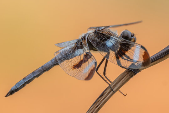 Side view of a Twelve-spotted Skimmer (Libellula pulchella). Raleigh, North Carolina.
