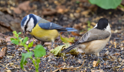Sunday Birds Gathering – Kingfisher and Tits © János István Lukács
