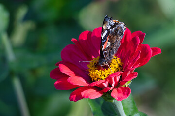 Red admiral butterfly resting on a vibrant pink zinnia flower in a sunny summer garden setting © MARIA – Nature