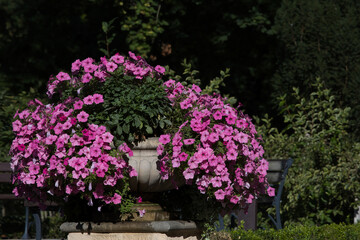 Fototapeta premium Vibrant pink petunia flowers blooming in a classic stone urn planter in a sunny garden setting
