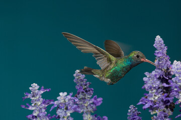 Fototapeta premium Broad-tailed hummingbird feeding on flowers