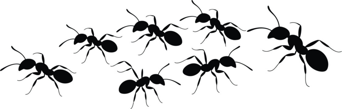 Set of black silhouettes of ants crawling in different directions, isolated on a white background, insect colony for pest control