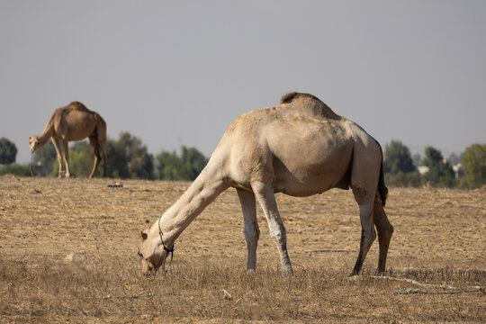 Bedouin dromedary camels grazing by the road leading to the Dead Sea in Israel