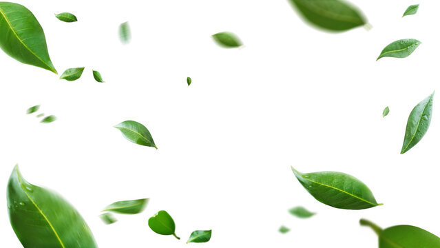 Flying green leaves on transparent free PNG background. Environment and ecology backdrop concept.
