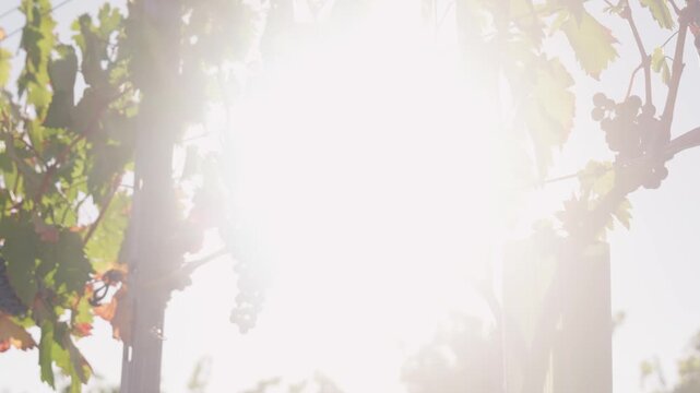 Black grapes and grapevines in sunlight
