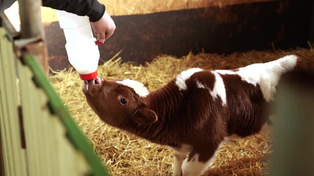 Calf Drinks Milk Bottle in Rustic Barn Interior, Caregiver Hand Offering Warm Feeding Moment with Straw Bedding and Wooden Walls, Close Quiet Farm Scene