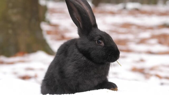 Black rabbit in profile sitting on snowy ground, holding thin grass blade in its mouth, with one upright ear and alert eye near mossy tree trunk outdoors in winter