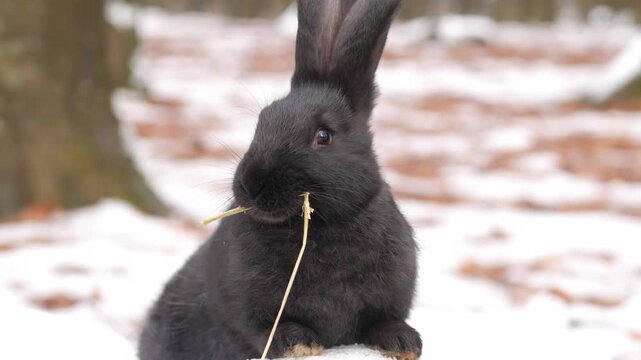 Close view of black rabbit on patchy snow beside mossy tree trunk, calmly holding and chewing grass blade, showing soft fur texture, alert whiskers, and muted overcast winter light outdoors.