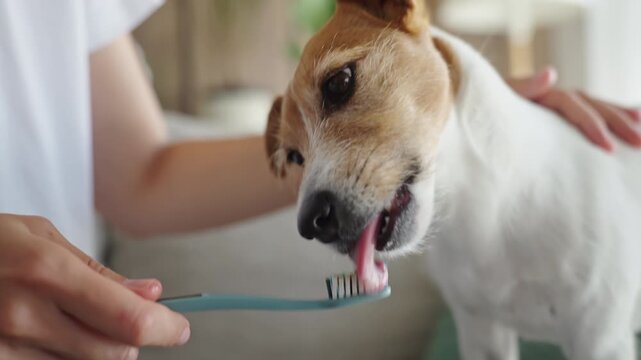 Woman teaching Jack Russell terrier dog to get used to tooth brushing at home