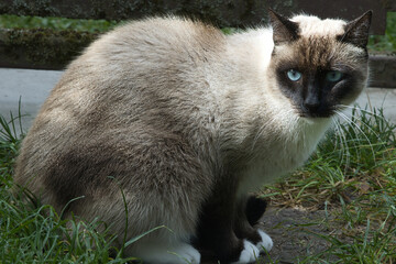 Siamese cat with striking blue eyes sits outdoors on green grass © MARIA – Nature