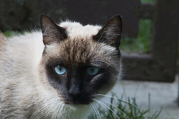 Close-up portrait of a Siamese cat with striking blue eyes outdoors © MARIA – Nature