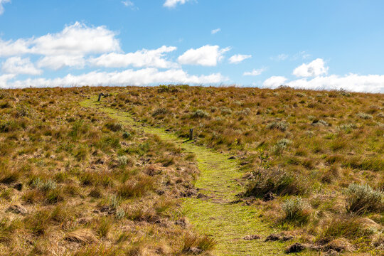 Hiking trail through low vegetation and shrubs in southern Brazil