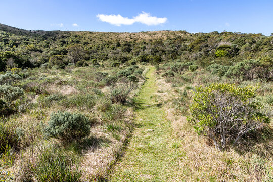 Hiking trail through low vegetation and shrubs in southern Brazil