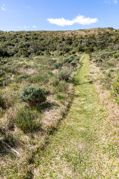 Hiking trail through low vegetation and shrubs in southern Brazil