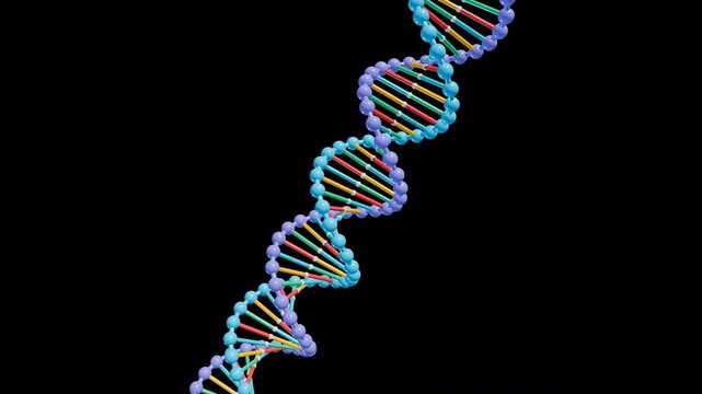3D DNA double helix rotating on transparent background, widescreen seamless loop with alpha channel and colorful base pairs