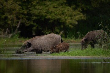 Wild boar family with sow and piglets foraging near the water edge in natural environment © Robert
