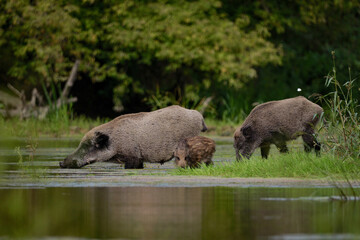 Wild boar family with sow and piglets foraging near the water edge in natural environment © Robert