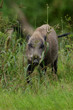 Wild boar walking through lush green grass in natural habitat