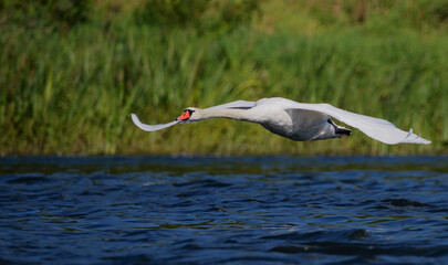 Mute swan in flight over the Narew River in Poland. © Robert