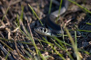 Obraz premium A grass snake lurking in the grass