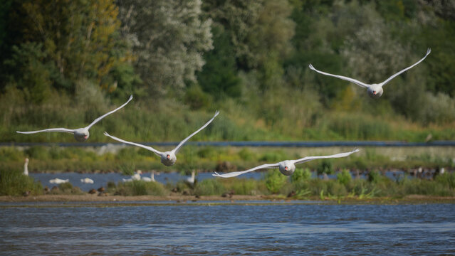 Swans in flight over the Narew River in Poland.