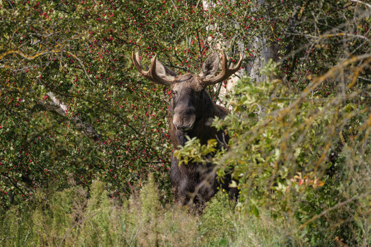 A moose with huge antlers watching from the bushes