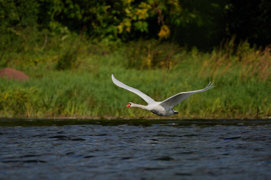 Mute swan in flight over the Narew River in Poland.