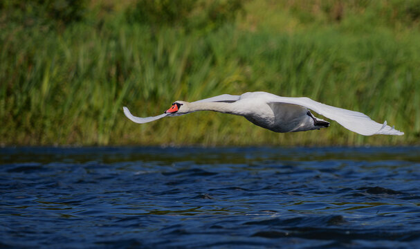 Mute swan in flight over the Narew River in Poland.
