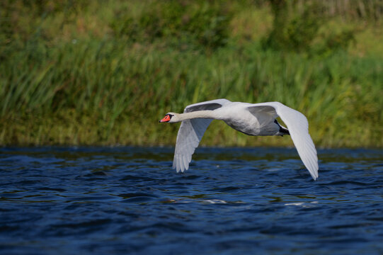 Mute swan in flight over the Narew River in Poland.