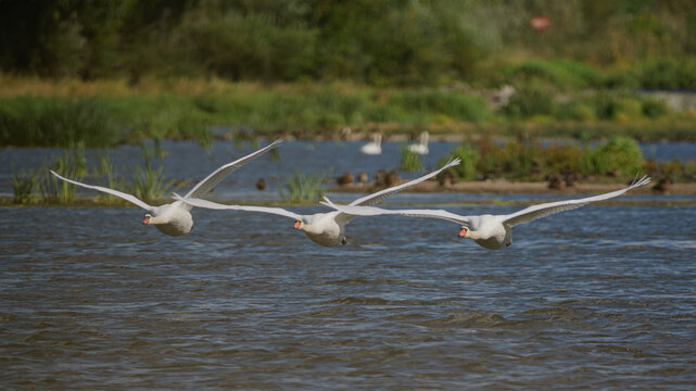 Swans in flight over the Narew River in Poland.