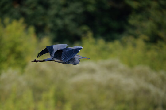 Grey heron flying low over natural green background