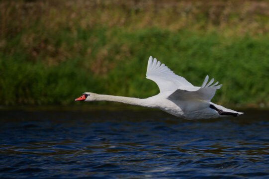 Mute swan in flight over the Narew River in Poland.