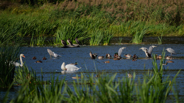 Flock of various waterbirds including swans, herons, ducks, and cormorants on a Narew river in Poland