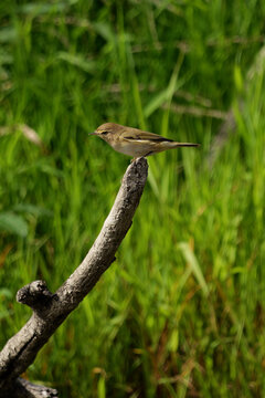 Common chiffchaff perched on a dry branch against a lush green background