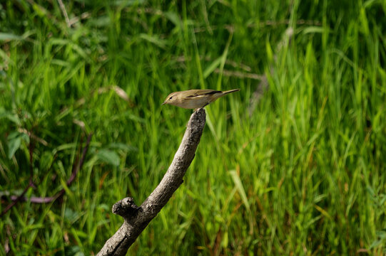 Common chiffchaff perched on a dry branch against a lush green background