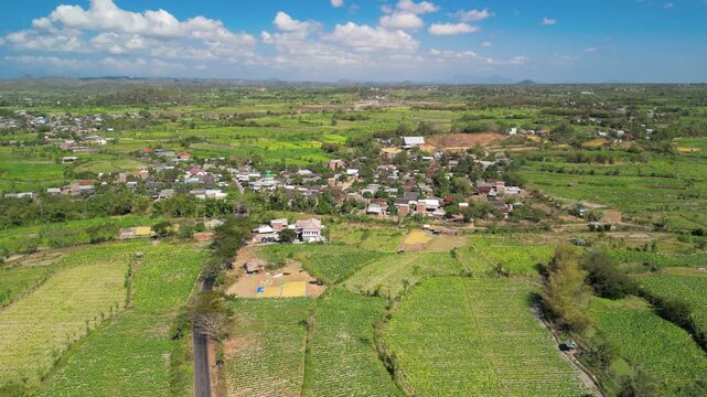 Stunning overhead panorama of Lombok tobacco plantations showing agricultural patterns leafy plants and rural farming landscape