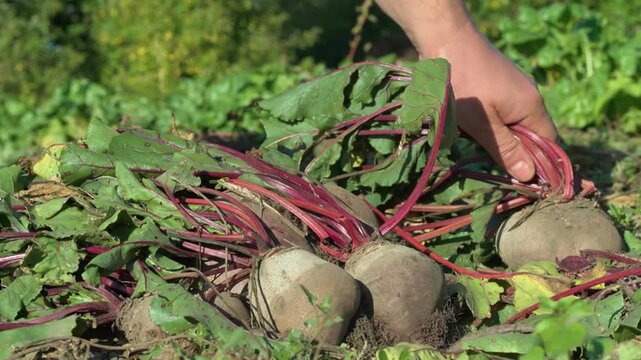 Hand of a person harvesting fresh beetroots from the soil, showcasing the vibrant greens and earthy tones of the garden, with roots and leaves visible in a sunny outdoor setting