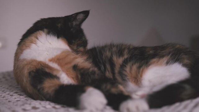 close-up cute calico brown domestic cat nestled in bed, coziness at home, warmth and comfort on chilly day, Peaceful Moments, heartwarming capture pet cat enjoys repose in bed, happiness lifestyle