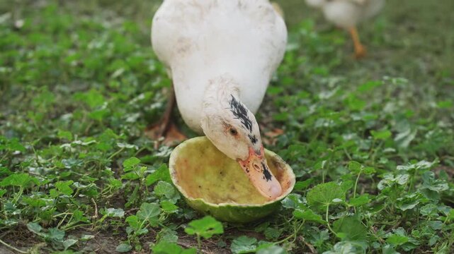 White duck forages in green grass, pecking at a hollowed-out watermelon rind, with another duck visible in the background, showcasing the natural feeding behavior in a serene outdoor setting